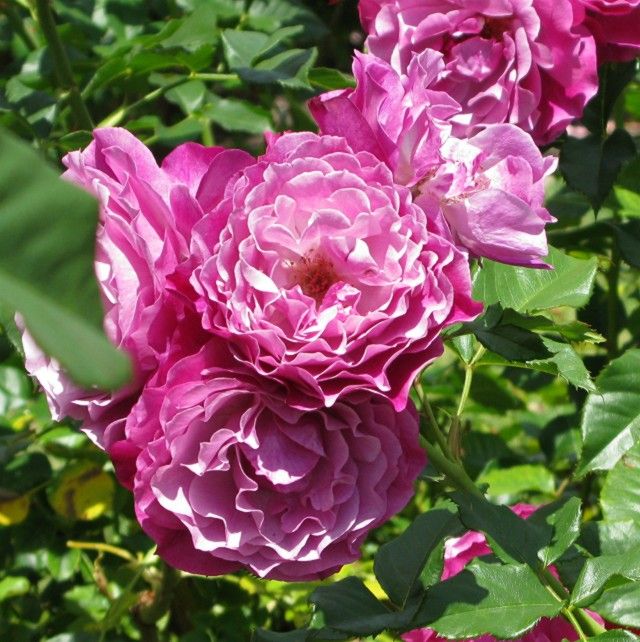  photo WildBlueYonderatsjmunigardcarruthAARS06IMG_1212640wide_zps451739f1.jpg